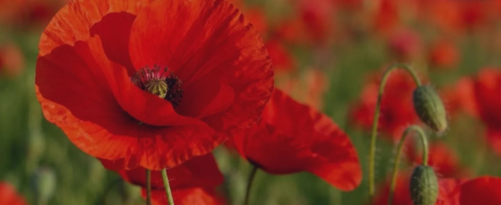 national war memorial header