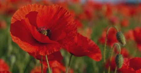 national war memorial header